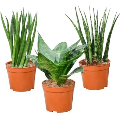 Green Me Up Mini Sukkulenten Babypflanzen Trio Badezimmer echte pflegeleichte Zimmerpflanzen 3er Set im 9 cm Topf Sansevieria Hanni Kirkii Cylindrica frisch aus der Gärtnerei Green Me Up Mini Sukkulenten Babypflanzen Trio Badezimmer echte pflegeleichte Zimmerpflanzen 3er Set im 9 cm Topf Sansevieria Hanni Kirkii Cylindrica frisch aus der Gärtnerei