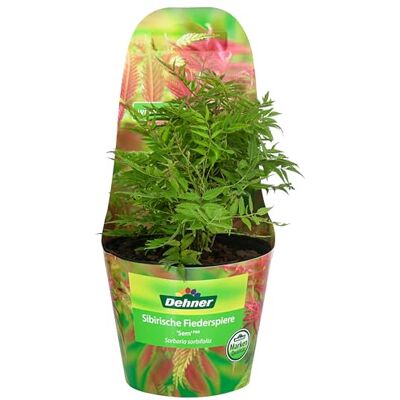Dehner Sibirische Fiederspiere Sem, farnartige Blätter, cremeweiße Blüten, 25-35 cm exkl. Pflanztopf, 3 l Topf, insektenfreundliches Ziergehölz Dehner Sibirische Fiederspiere Sem, farnartige Blätter, cremeweiße Blüten, 25-35 cm exkl. Pflanztopf, 3 l Topf, insektenfreundliches Ziergehölz