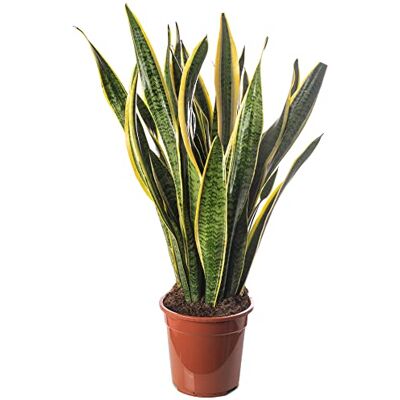 GardenersDream Schlangenpflanze Sansevieria hohe Zimmerpflanzen exotische große Bäume für Ihr Zuhause. GardenersDream Schlangenpflanze Sansevieria hohe Zimmerpflanzen exotische große Bäume für Ihr Zuhause.