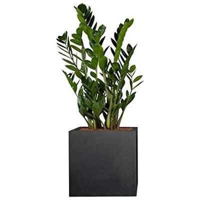 Pflanzwerk ® Pflanzkübel Pflanzen Glücksfeder Zamioculcas Zamiifolia 50cm 1 Stück Zimmerpflanze Speziell für Blumentöpfe Blumenkübel *Exklusive Züchtung* *Premium Markenqualität* Pflanzwerk ® Pflanzkübel Pflanzen Glücksfeder Zamioculcas Zamiifolia 50cm 1 Stück Zimmerpflanze Speziell für Blumentöpfe Blumenkübel *Exklusive Züchtung* *Premium Markenqualität*
