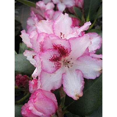 Baumschule Pflanzenvielfalt Rhododendron Hybride Hachmanns Charmant ® Großblumige Alpenrose 40-50 cm Baumschule Pflanzenvielfalt Rhododendron Hybride Hachmanns Charmant ® Großblumige Alpenrose 40-50 cm