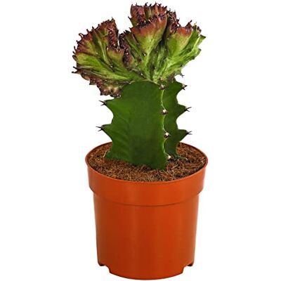 Dehner Korallen-Wolfsmilch, Euphorbia lactea, botanische Kuriosität, 15-25 cm, Ø 10.5 cm, Sukkulente Dehner Korallen-Wolfsmilch, Euphorbia lactea, botanische Kuriosität, 15-25 cm, Ø 10.5 cm, Sukkulente