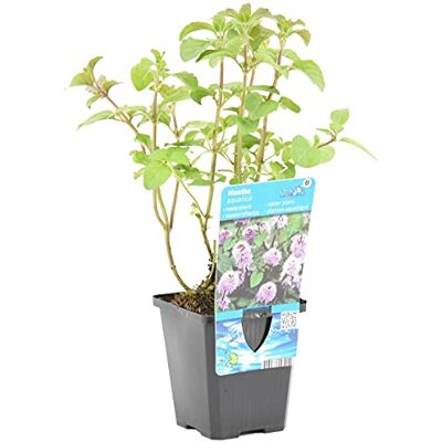 Bloomique Mentha Aquatica Wasserminze Teichpflanzen Winterhart Wasserpflanzen Zone 2 Höhe 10-20 cm Topf 9 cm Bloomique Mentha Aquatica Wasserminze Teichpflanzen Winterhart Wasserpflanzen Zone 2 Höhe 10-20 cm Topf 9 cm
