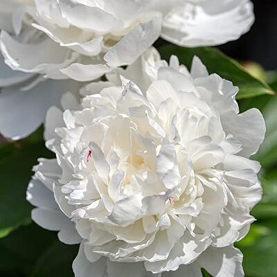 Arborix 6 x Pfingstrose 'Duchesse De Nemours' Paeonia 'Duchesse De Nemours' Topf 9x9cm: Elegante, duftende, weiße Blüten, perfekt für den Garten. Arborix 6 x Pfingstrose 'Duchesse De Nemours' Paeonia 'Duchesse De Nemours' Topf 9x9cm: Elegante, duftende, weiße Blüten, perfekt für den Garten.