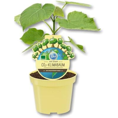 Green Me Up Kiribaum CO₂ Klimabaum Paulownia Nordmax21 schnell wachsend winterhart 50–60 cm hoch für Balkon Garten Terrasse Schattenbaum mit großer dekorativer Krone Green Me Up Kiribaum CO₂ Klimabaum Paulownia Nordmax21 schnell wachsend winterhart 50–60 cm hoch für Balkon Garten Terrasse Schattenbaum mit großer dekorativer Krone