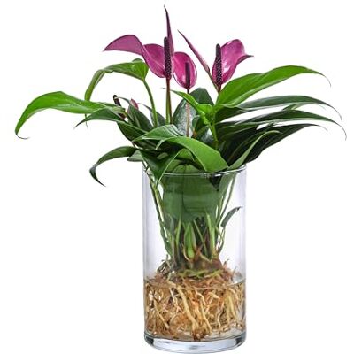 Dehner Waterplant Flamingoblume, im Glas, lila, Ø 9 cm, Höhe 25 cm Anthurium Zizou, Wasserpflanze, pflegeleichte Zimmerpflanze, für schattige bis halbschattige Standorte Dehner Waterplant Flamingoblume, im Glas, lila, Ø 9 cm, Höhe 25 cm Anthurium Zizou, Wasserpflanze, pflegeleichte Zimmerpflanze, für schattige bis halbschattige Standorte