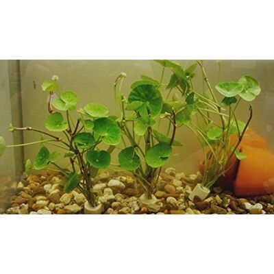 tubis-de aqua 5 Bund Hydrocotyle leucocephala Brasilianische Wassernabel Aquaqriumpflanze Wasserpflanze tubis-de aqua 5 Bund Hydrocotyle leucocephala Brasilianische Wassernabel Aquaqriumpflanze Wasserpflanze