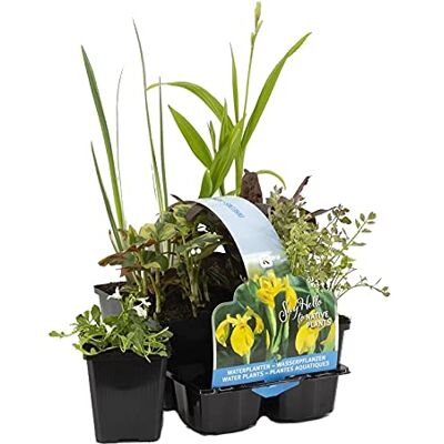 Bloomique 6er-Set Heimische Teichpflanzen Wasserpflanzen Miniteich Zone 1 & 2 Winterhart Höhe 15-25 cm Topf 9 cm Bloomique 6er-Set Heimische Teichpflanzen Wasserpflanzen Miniteich Zone 1 & 2 Winterhart Höhe 15-25 cm Topf 9 cm