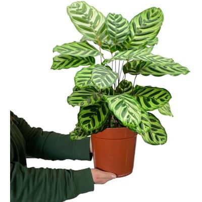 Green Me Up Zimmerpflanze Makoyana Magie Calathea Makoyana 50–60 cm im 16–17 cm Topf ungiftig & luftreinigend dekorative Pflanze mit gemusterten Blättern tierfreundlich für Katzenfreunde Green Me Up Zimmerpflanze Makoyana Magie Calathea Makoyana 50–60 cm im 16–17 cm Topf ungiftig & luftreinigend dekorative Pflanze mit gemusterten Blättern tierfreundlich für Katzenfreunde