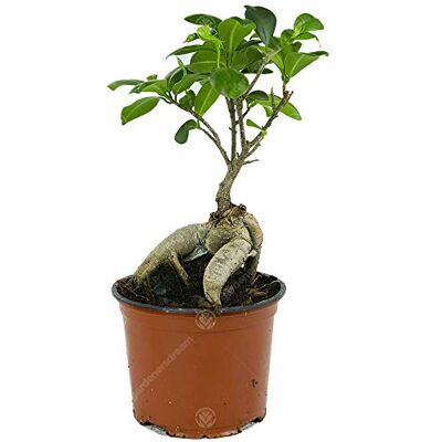 GardenersDream Ficus Ginseng Bonsaibaum lebende innen Dekoration innen Hauspflanze im 12cm Topf GardenersDream Ficus Ginseng Bonsaibaum lebende innen Dekoration innen Hauspflanze im 12cm Topf