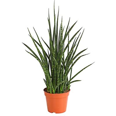 Dehner Bogenhanf Fernwood Punk, marmorierte Triebe, 50-60 cm, Ø Topf 14 cm Sansevieria hybride, sukkulente Zimmerpflanze, pflegeleicht, für helle Standorte Dehner Bogenhanf Fernwood Punk, marmorierte Triebe, 50-60 cm, Ø Topf 14 cm Sansevieria hybride, sukkulente Zimmerpflanze, pflegeleicht, für helle Standorte