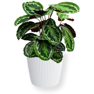 Green Me Up Set Calathea Medallion No. 19 im 19 cm Topf, Zimmerpflanze 70 bis 80 cm mit gemusterten Blättern, Übertopf Milly 24 cm weiß als modernes Dekoset für Wohnzimmer und Büro, Tierfreundlich Green Me Up Set Calathea Medallion No. 19 im 19 cm Topf, Zimmerpflanze 70 bis 80 cm mit gemusterten Blättern, Übertopf Milly 24 cm weiß als modernes Dekoset für Wohnzimmer und Büro, Tierfreundlich