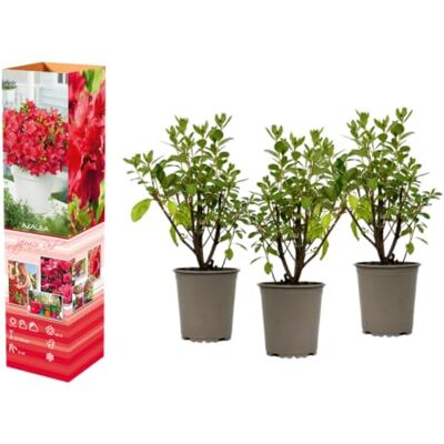 GARDENZO Azalee Rhododendron Topfpflanze 20–38 cm im 9 cm Topf, blühender Zierstrauch, kompakte Pflanze mit intensiver Blütenfarbe (3, Rot) GARDENZO Azalee Rhododendron Topfpflanze 20–38 cm im 9 cm Topf, blühender Zierstrauch, kompakte Pflanze mit intensiver Blütenfarbe (3, Rot)