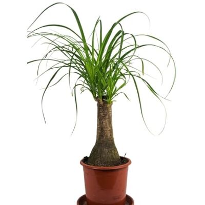 GartenGees Nolina Elefantenfuß – Prachtexemplar kräftige Pflanze Höhe ca. 65 cm GartenGees Nolina Elefantenfuß – Prachtexemplar kräftige Pflanze Höhe ca. 65 cm