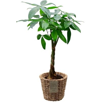 Green Me Up Glückskastanie mit Seegraskorb 90–100 cm hoch Pachira aquatica Pflegeleichte Zimmerpflanze frisch aus der Gärtnerei Ungiftig für Tiere Dekopflanze mit geflochtenem Stamm Green Me Up Glückskastanie mit Seegraskorb 90–100 cm hoch Pachira aquatica Pflegeleichte Zimmerpflanze frisch aus der Gärtnerei Ungiftig für Tiere Dekopflanze mit geflochtenem Stamm