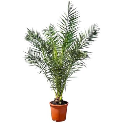 Generic Phöenix Canariensis Kanarische Dattelpalme 160cm für Innen & Außen Winterhart & Pflegeleicht Generic Phöenix Canariensis Kanarische Dattelpalme 160cm für Innen & Außen Winterhart & Pflegeleicht