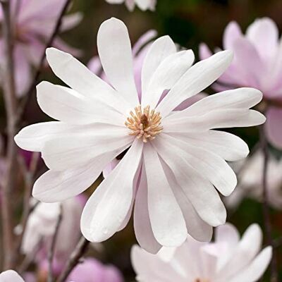 GardenersDream Magnolia Merrill, laubabwerfender blühender Strauch für den Außenbereich, bereit für den Garten, in einem 9 cm Pflanztopf. GardenersDream Magnolia Merrill, laubabwerfender blühender Strauch für den Außenbereich, bereit für den Garten, in einem 9 cm Pflanztopf.