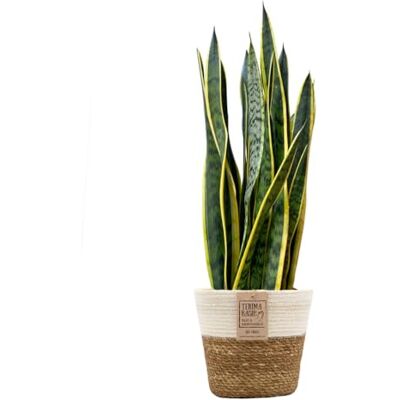 Green Me Up Bogenhanf Sansevieria laurentii große Zimmerpflanze 80-90 cm Topf Ø19-21 cm inkl. Seegraskorb mit weißem Rand Ø26 cm pflegeleicht alle 2-3 Wochen gießen heller Standort Green Me Up Bogenhanf Sansevieria laurentii große Zimmerpflanze 80-90 cm Topf Ø19-21 cm inkl. Seegraskorb mit weißem Rand Ø26 cm pflegeleicht alle 2-3 Wochen gießen heller Standort