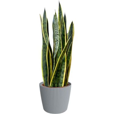 Green Me Up Bogenhanf Sansevieria laurentii große Zimmerpflanze 80-90 cm Topf Ø19-21 cm inkl. Milly Übertopf Grau pflegeleicht alle 2-3 Wochen gießen heller Standort Green Me Up Bogenhanf Sansevieria laurentii große Zimmerpflanze 80-90 cm Topf Ø19-21 cm inkl. Milly Übertopf Grau pflegeleicht alle 2-3 Wochen gießen heller Standort