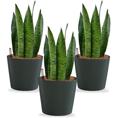 Green Me Up Sansevieria Bogenhanf pflegeleichte Zimmerpflanzen Sukkulenten frisch aus der Gärtnerei Hydrokultur Set Büro Höhe ca. 30 cm in Töpfen Anthrazit Ø 16 cm inkl. Blähton & Dünger Green Me Up Sansevieria Bogenhanf pflegeleichte Zimmerpflanzen Sukkulenten frisch aus der Gärtnerei Hydrokultur Set Büro Höhe ca. 30 cm in Töpfen Anthrazit Ø 16 cm inkl. Blähton & Dünger