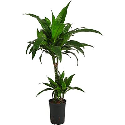 Dehner Drachenbaum Janet Craig, in Hydrokultur, ca. 90 cm, Ø Topf 15 cm Dracaena, inkl. Wasserstandsanzeiger, zweitriebige Zimmerpflanze, für halbschattige bis schattige Standorte Dehner Drachenbaum Janet Craig, in Hydrokultur, ca. 90 cm, Ø Topf 15 cm Dracaena, inkl. Wasserstandsanzeiger, zweitriebige Zimmerpflanze, für halbschattige bis schattige Standorte