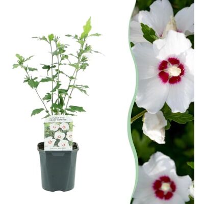 Green boutiQ GreenboutiQ Sträucher Hibiscus syriacus Red Heart Blüte Weiß Mit Rotem Herzen 1 Pflanze Laubabwerfend Wenig Pflege Topf 17cm Höhe 45cm Green boutiQ GreenboutiQ Sträucher Hibiscus syriacus Red Heart Blüte Weiß Mit Rotem Herzen 1 Pflanze Laubabwerfend Wenig Pflege Topf 17cm Höhe 45cm