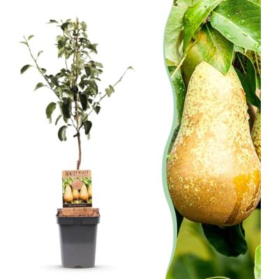 Green boutiQ Obstbaum Pyrus communis Conference Birnbaum Winterhart Grüne Birne 1 Pflanze Topf 21cm Höhe 90cm Green boutiQ Obstbaum Pyrus communis Conference Birnbaum Winterhart Grüne Birne 1 Pflanze Topf 21cm Höhe 90cm