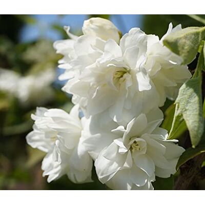 Artländer Pflanzenhof Bauern-Jasmin`Schneesturm´, Philadelphus coronarius, mehrtriebig, 60-80cm im 5L-Topf Artländer Pflanzenhof Bauern-Jasmin`Schneesturm´, Philadelphus coronarius, mehrtriebig, 60-80cm im 5L-Topf