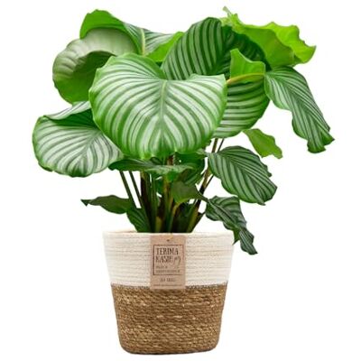 Green Me Up Set Calathea Orbifolia No. 19 im 19 cm Topf, Zimmerpflanze 70 bis 80 cm mit gestreiften Blättern, Seegraskorb Natur mit weißem Rand 21 cm, luftreinigende Pflanze für Wohnzimmer & Büro Green Me Up Set Calathea Orbifolia No. 19 im 19 cm Topf, Zimmerpflanze 70 bis 80 cm mit gestreiften Blättern, Seegraskorb Natur mit weißem Rand 21 cm, luftreinigende Pflanze für Wohnzimmer & Büro