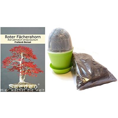 Seedeo ® Bonsai Anzuchtset Roter Fächerahorn (Acer palmatum atropurpureum) Seedeo ® Bonsai Anzuchtset Roter Fächerahorn (Acer palmatum atropurpureum)