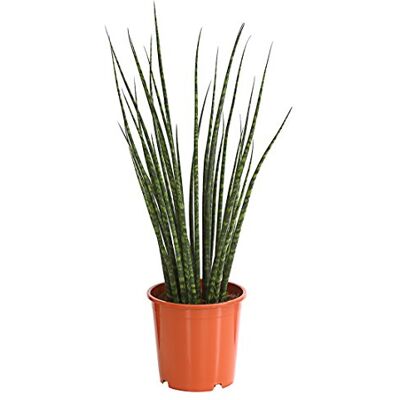 Dehner Bogenhanf Mikado, mehrtriebig, ca. 70-80 cm, Ø Topf 18 cm Sansevieria cylindrica, sukkulente Zimmerpflanze, pflegeleicht, für helle Standorte Dehner Bogenhanf Mikado, mehrtriebig, ca. 70-80 cm, Ø Topf 18 cm Sansevieria cylindrica, sukkulente Zimmerpflanze, pflegeleicht, für helle Standorte