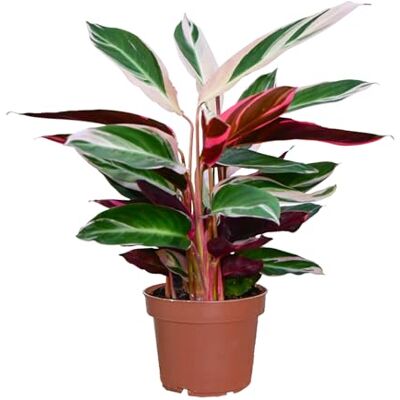Green Me Up Calathea Triostar, Zimmerpflanze, tierfreundlich, ungiftig für Katzen, Keramiktopf anthrazit 16 cm, Höhe 40-50 cm, schmal wachsend, hell bis wenig Licht (Kulturtopf) Green Me Up Calathea Triostar, Zimmerpflanze, tierfreundlich, ungiftig für Katzen, Keramiktopf anthrazit 16 cm, Höhe 40-50 cm, schmal wachsend, hell bis wenig Licht (Kulturtopf)