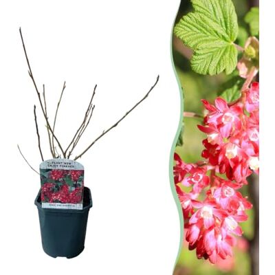 Green boutiQ GreenboutiQ Sträucher Ribes sanguineum Kind Edward Blüte Rot 1 Pflanze Laubabwerfend Wenig Pflegeaufwand Topf 17cm Höhe 45cm Green boutiQ GreenboutiQ Sträucher Ribes sanguineum Kind Edward Blüte Rot 1 Pflanze Laubabwerfend Wenig Pflegeaufwand Topf 17cm Höhe 45cm