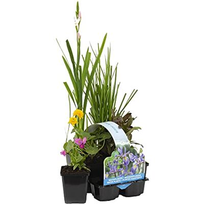 Bloomique 6er-Set Blühende Teichpflanzen Wasserpflanzen Miniteich Zone 1 & 2 Winterhart Höhe 15-25 cm Topf 9 cm Bloomique 6er-Set Blühende Teichpflanzen Wasserpflanzen Miniteich Zone 1 & 2 Winterhart Höhe 15-25 cm Topf 9 cm
