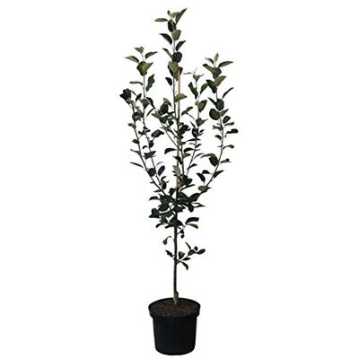Müllers Grüner Garten Shop Apfelbaum Elstar zweijähriger kräftiger Apfel Buschbaum Obstbaum ca. 110-140 cm 10 Liter Topf MM 111 Müllers Grüner Garten Shop Apfelbaum Elstar zweijähriger kräftiger Apfel Buschbaum Obstbaum ca. 110-140 cm 10 Liter Topf MM 111