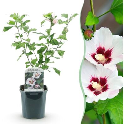 Green boutiQ GreenboutiQ Sträucher Hibiscus syriacus Hamabo Blüte Hellrosa 1 Pflanze Laubabwerfend Wenig Pflege Topf 17cm Höhe 45cm Green boutiQ GreenboutiQ Sträucher Hibiscus syriacus Hamabo Blüte Hellrosa 1 Pflanze Laubabwerfend Wenig Pflege Topf 17cm Höhe 45cm