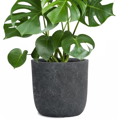 Pflanzwerk ® Pflanzkübel Cup Blumentöpfe Übertöpfe Ø27cm Lava ANTHRAZIT *Frostbeständige Blumenkübel* *UV-Schutz* *Pflanzenkübel Premiumqualität* Pflanzwerk ® Pflanzkübel Cup Blumentöpfe Übertöpfe Ø27cm Lava ANTHRAZIT *Frostbeständige Blumenkübel* *UV-Schutz* *Pflanzenkübel Premiumqualität*