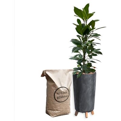 Green Me Up Hydrokultur Zimmerpflanzen Set Ficus Afrik. Feigenbaum Wasserstandsanzeige 10L Blähton Vase Betonoptik Anthrazit Zimmerpalme 110-120 cm pflegeleichte Büropflanzen Green Me Up Hydrokultur Zimmerpflanzen Set Ficus Afrik. Feigenbaum Wasserstandsanzeige 10L Blähton Vase Betonoptik Anthrazit Zimmerpalme 110-120 cm pflegeleichte Büropflanzen