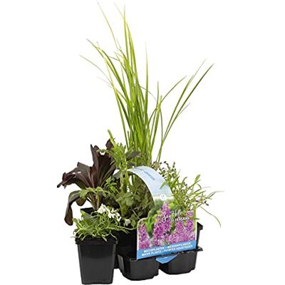 Bloomique 6er-Set Duftende Teichpflanzen Wasserpflanzen Miniteich Zone 1 & 2 Winterhart Höhe 15-25 cm Topf 9 cm Bloomique 6er-Set Duftende Teichpflanzen Wasserpflanzen Miniteich Zone 1 & 2 Winterhart Höhe 15-25 cm Topf 9 cm