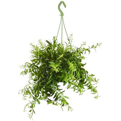 Dehner Schamblume, hängender Wuchs, ca. 30-40 cm, Ø Topf 14 cm Aeschynanthus japhrolepis, tropische Zimmerpflanze, Ampelpflanze, halbschattiger Standort, Blütezeit Juli bis Oktober Dehner Schamblume, hängender Wuchs, ca. 30-40 cm, Ø Topf 14 cm Aeschynanthus japhrolepis, tropische Zimmerpflanze, Ampelpflanze, halbschattiger Standort, Blütezeit Juli bis Oktober
