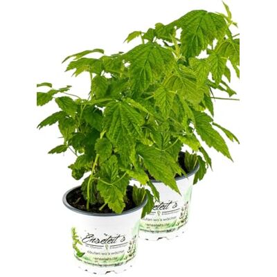 WESELER KRÄUTERPARADIES - GÄRTNEREI ENSELEIT 2er Set FRUCHTIGE HIMBEERE, RUBUS IDAEUS LITTLE SWEET SISTER WESELER KRÄUTERPARADIES - GÄRTNEREI ENSELEIT 2er Set FRUCHTIGE HIMBEERE, RUBUS IDAEUS LITTLE SWEET SISTER