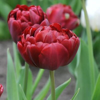 GardenersDream Tulpe Uncle Tom – Frühlingsblühende Zwiebeln zur Herbstpflanzung GardenersDream Tulpe Uncle Tom – Frühlingsblühende Zwiebeln zur Herbstpflanzung