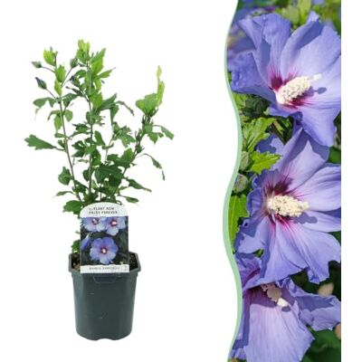 Green boutiQ GreenboutiQ Sträucher Hibiscus syriacus Oiseau Blue Blüte Blau 1 Pflanze Laubabwerfend Wenig Pflege Topf 17cm Höhe 45cm Green boutiQ GreenboutiQ Sträucher Hibiscus syriacus Oiseau Blue Blüte Blau 1 Pflanze Laubabwerfend Wenig Pflege Topf 17cm Höhe 45cm