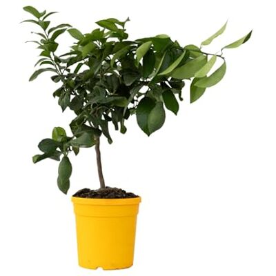 Plant in a Box Citrus Limon Zitronenbaum Echter zitronen essbar Topf 19cm Höhe 60-70cm Plant in a Box Citrus Limon Zitronenbaum Echter zitronen essbar Topf 19cm Höhe 60-70cm
