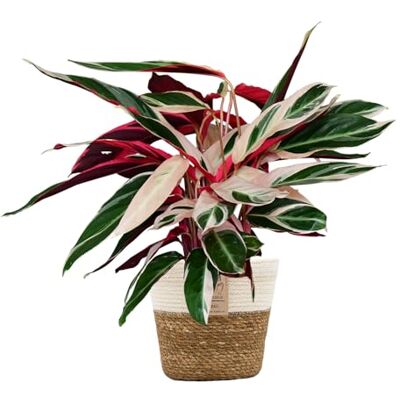 Green Me Up Set Calathea Triostar No. 19 im 19 cm Topf, Zimmerpflanze 60 bis 70 cm, rosa weiß grüne Blattfärbung, Seegraskorb Natur mit weißem Rand 21 cm, Dekoset Wohnzimmer und Büro, Tierfreundlich Green Me Up Set Calathea Triostar No. 19 im 19 cm Topf, Zimmerpflanze 60 bis 70 cm, rosa weiß grüne Blattfärbung, Seegraskorb Natur mit weißem Rand 21 cm, Dekoset Wohnzimmer und Büro, Tierfreundlich