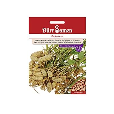 Dürr-Samen Erdnuss Saatgut Dürr-Samen Erdnuss Saatgut