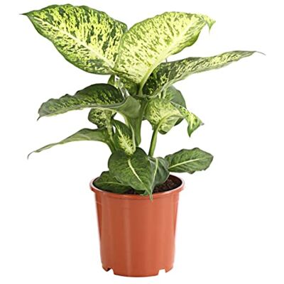 Dehner Dieffenbachie Mars, Dieffenbachia, marmorierte Blätter, 70-80 cm, Ø 19 cm, Zimmerpflanze Dehner Dieffenbachie Mars, Dieffenbachia, marmorierte Blätter, 70-80 cm, Ø 19 cm, Zimmerpflanze