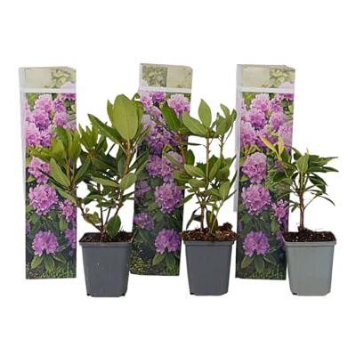 Plant in a Box Rhododendron 'Catawbiense' Lila Gartenpflanzen Winterhart Set von 3 Lila Rhododendron Strauch Topf 9cm Höhe 25-40cm Plant in a Box Rhododendron 'Catawbiense' Lila Gartenpflanzen Winterhart Set von 3 Lila Rhododendron Strauch Topf 9cm Höhe 25-40cm