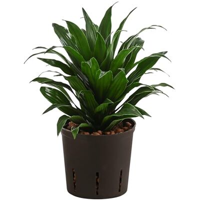 Dehner Drachenbaum, in Hydrokultur, dunkelgrünes Laub, 30 cm, Ø Topf 13 cm Dracaena compacta, inkl. Wasserstandsanzeiger, buschige Zimmerpflanze, für halbschattige bis schattige Standorte Dehner Drachenbaum, in Hydrokultur, dunkelgrünes Laub, 30 cm, Ø Topf 13 cm Dracaena compacta, inkl. Wasserstandsanzeiger, buschige Zimmerpflanze, für halbschattige bis schattige Standorte