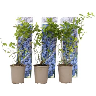 Plant in a Box Vaccinium corymbosum 'Sonnenscheinblau' 6er Set -Blaubeere Pflanzen winterhart Topf 9cm Höhe 25-40cm Plant in a Box Vaccinium corymbosum 'Sonnenscheinblau' 6er Set -Blaubeere Pflanzen winterhart Topf 9cm Höhe 25-40cm